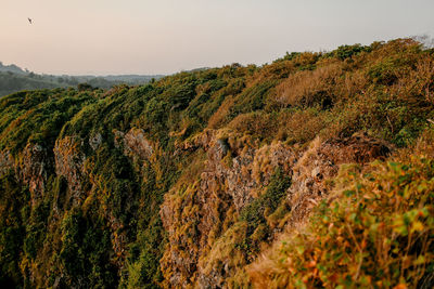 Plants growing on land against sky