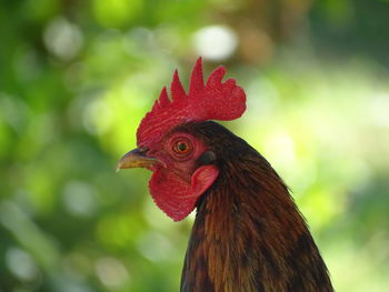 Close-up of rooster