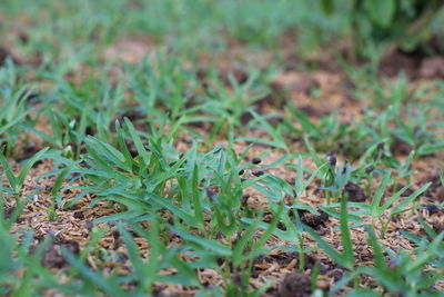 Full frame shot of grass on field