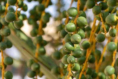 Close-up of berries growing on tree