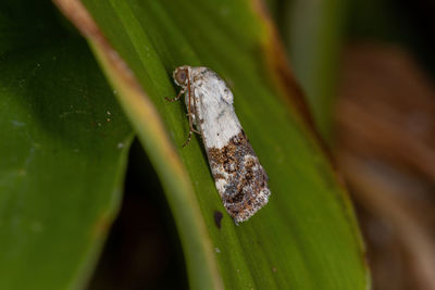 Close-up of insect on leaf