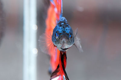 Close-up of a bird