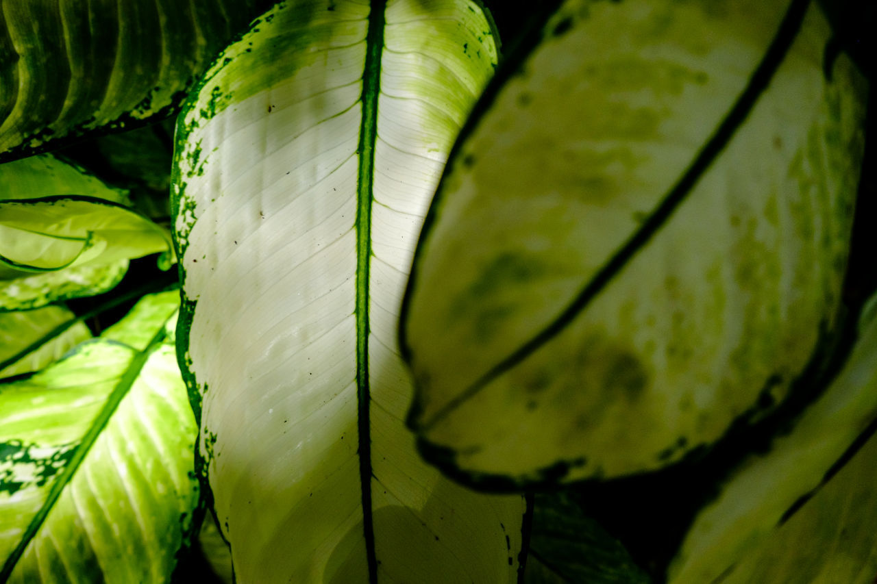 CLOSE-UP OF GREEN LEAF