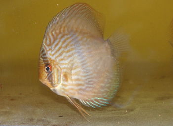 Close-up of discus fish in water