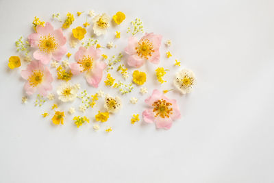 High angle view of flowering plant against white background