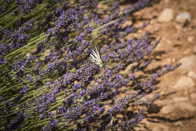 Close-up of purple flowering plant on field