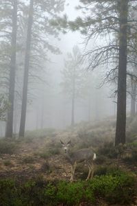Sheep grazing in forest during foggy weather