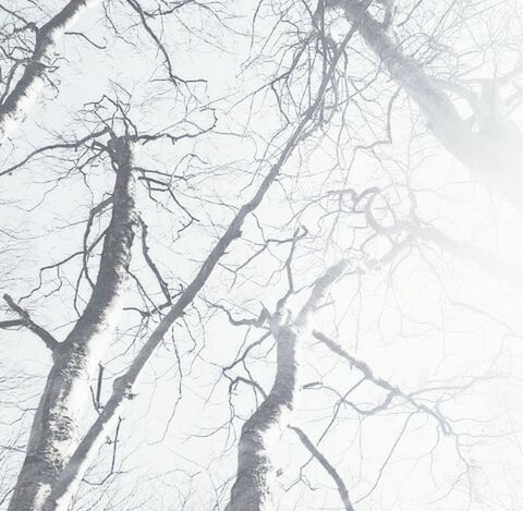 bare tree, branch, tree, winter, cold temperature, low angle view, tranquility, snow, nature, tree trunk, beauty in nature, season, day, outdoors, scenics, tranquil scene, weather, sky, no people, clear sky