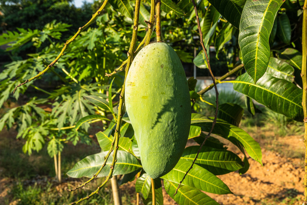 CLOSE-UP OF FRESH FRUIT ON PLANT