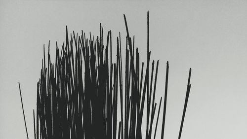 Low angle view of tree against sky