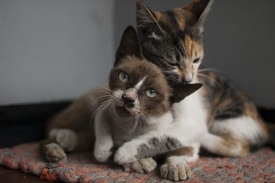 Close-up portrait of cat