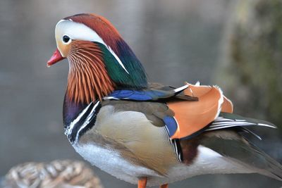 Close-up of duck