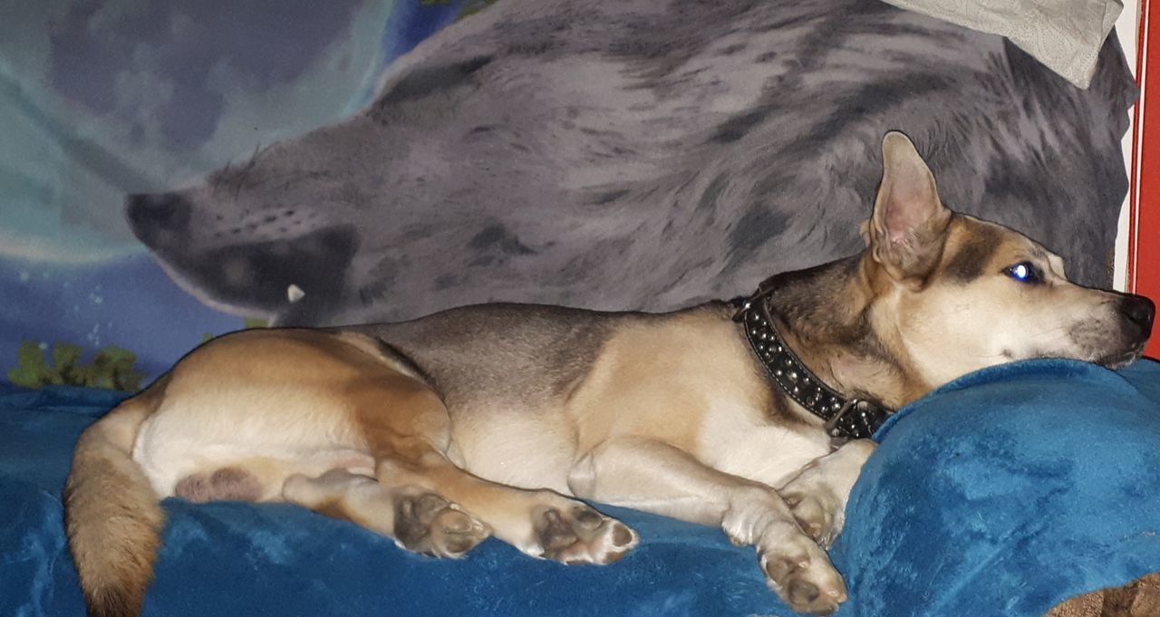 CLOSE-UP OF A DOG LYING ON THE BED