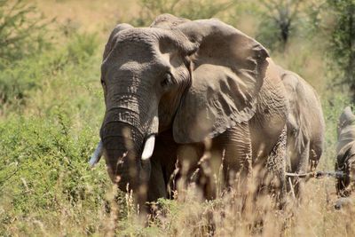 Elephants in south afrika 