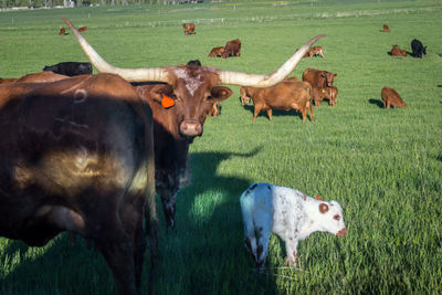 Cows in pen