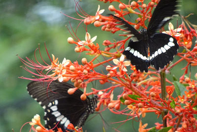 Butterfly on flower