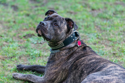 Staffordshire bull terrier is a very popular family dog also known as a babysitter dog