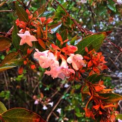 Close-up of flowers on tree