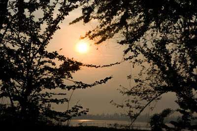 Low angle view of silhouette trees against sky during sunset