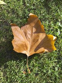 High angle view of maple leaf fallen on grass