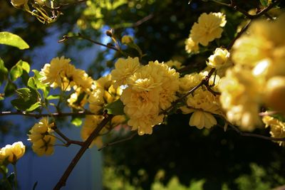 Close-up of yellow flowers blooming on tree