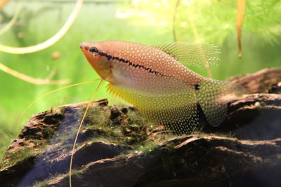 Close-up of fish swimming in sea