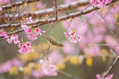 Close-up of insect on pink cherry blossom
