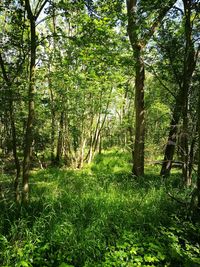 Trees in forest