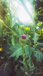 Close-up of purple flowering plant on field