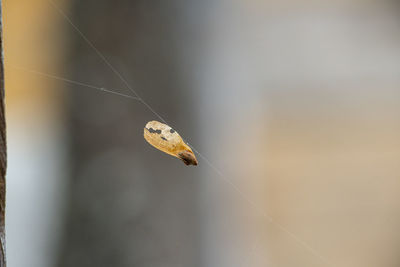 Close-up of butterfly on spider web