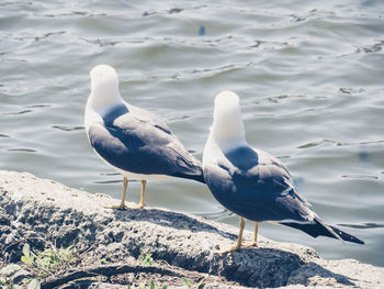 Seagull perching on rock