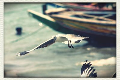 Seagull flying over water