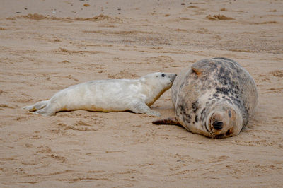 Close-up of seal lying on sand at beach