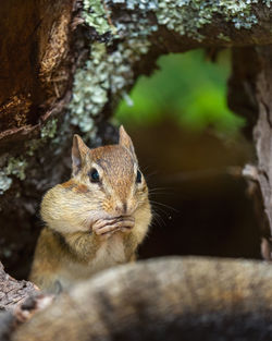 Close-up of squirrel