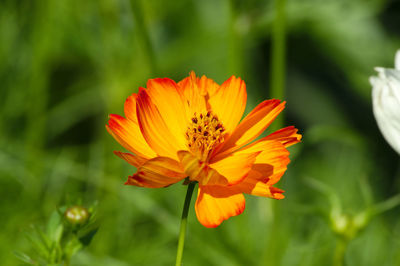 Close-up of orange flower against blurred background