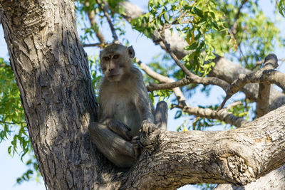 Low angle view of monkey sitting on tree trunk