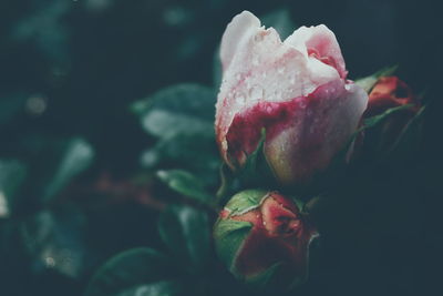 Close-up of rose bud