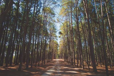 Walkway amidst trees in forest