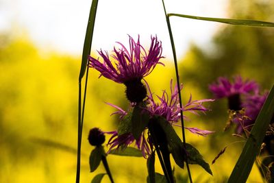 Close-up of yellow flowers blooming outdoors