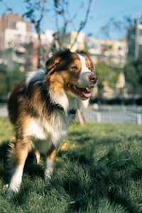 Dog looking away on field