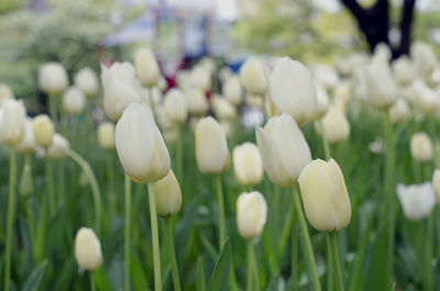 Close-up of white crocus blooming outdoors