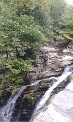 Scenic view of river flowing through forest