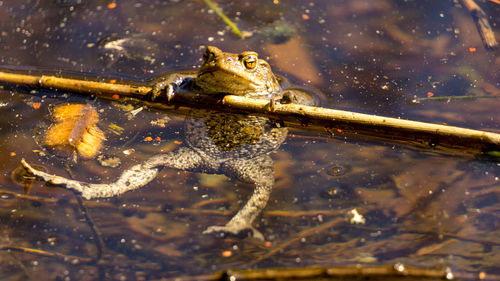 Cool frog in the lake 