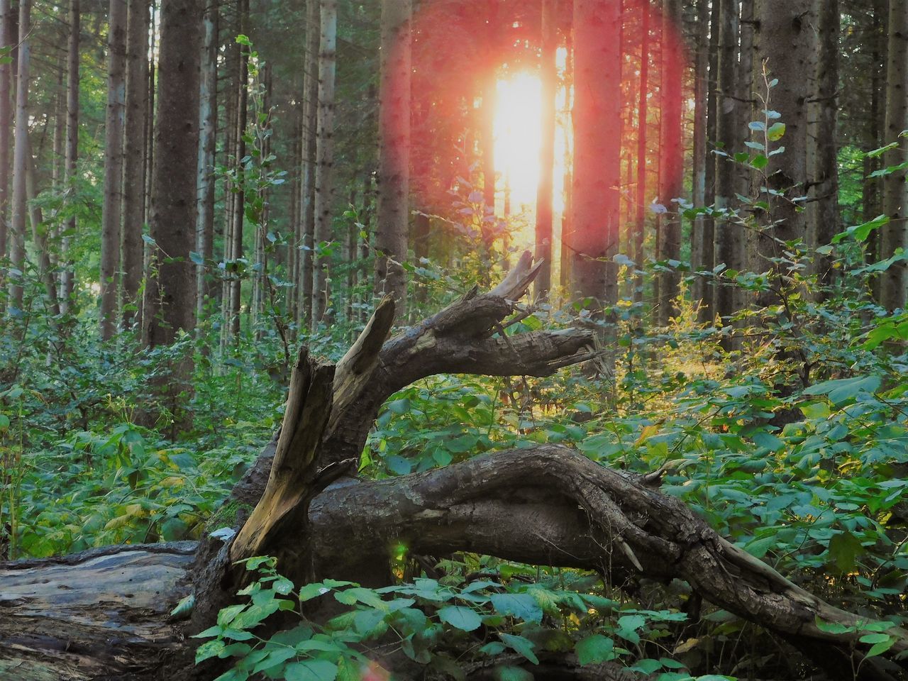 SUNLIGHT STREAMING THROUGH TREE TRUNKS