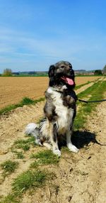 Dog sitting on field against clear sky