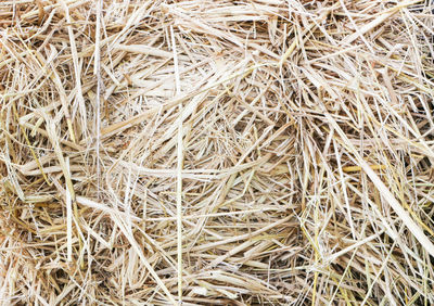 Full frame shot of dried plants on field