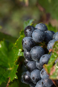 Close-up of water drops on plant