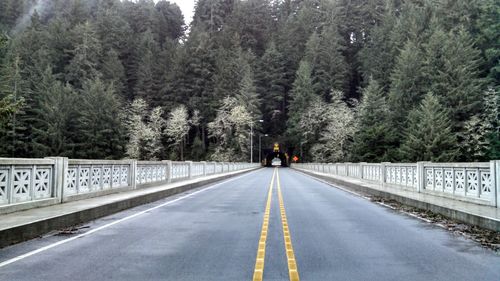 Double yellow lines on road against trees