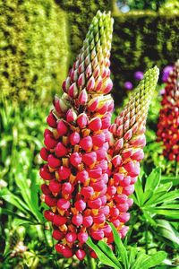 Close-up of red flowering plant