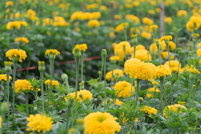 Close-up of yellow flowers